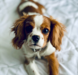 Cavalier King Charles Spaniel Puppies For Sale - Simply Southern Pups
